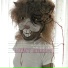 bear-garden
