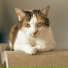 Cat Relaxing Master