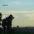 Ray Palms