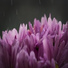 Asian Zen Spa Music Meditation