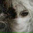 BloodySpirit