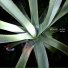 Vexxy