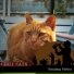 Chill Cats