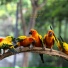 Calming Bird Background Sounds