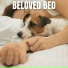 The Sleepy Sounds
