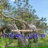 fomongrengkett