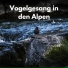 Vogelstimmen, The Bird Relaxer, Vogelgezwitscher