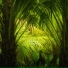 ASMR Forest Noise