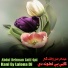 Abdul Rehman Zatif Qal