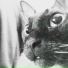 6XPC