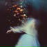 nightdive
