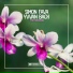 Simon Fava, Yvvan Back