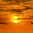 Calming Bird Songs