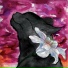 shonmil =)