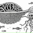 Orphydéus