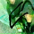 ILYANESS, swape