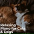 Relax Your Pet