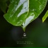 Nature Noise Monsoon Rains