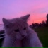 VLWXYSMILE, OuterInner