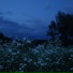 sxdløve