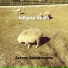 Serene Soundscapes