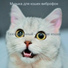 Музыка для кошек виброфон
