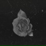 LOE-BEATS