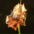 INFERAART