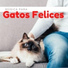Pet Couture