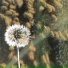 silent collision