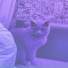 1hw, милый кот