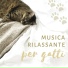 Terapia Gatto