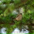 ASMR Birds in the Forest