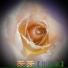 芳芳