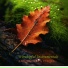 symphony orchestra sound of nature