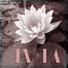 Zen Spa Music Experts