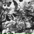 cardlli