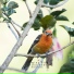 Calming Bird Background Sounds