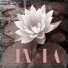 Zen Spa Music Experts