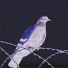 KHVN