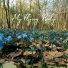 Essential Sleep Music
