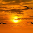 Calming Bird Songs