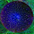 Bubble