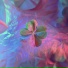 moonclover