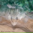Ghost Mouse