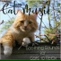 Cat Music Zone, Cat Music Therapy, Cat Music Waves
