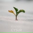 Cysur