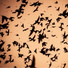 Lesson Seven, Dead Voices On Air, scott crow