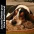 Musique Calmante Pour Chiens