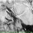 Life On Venus